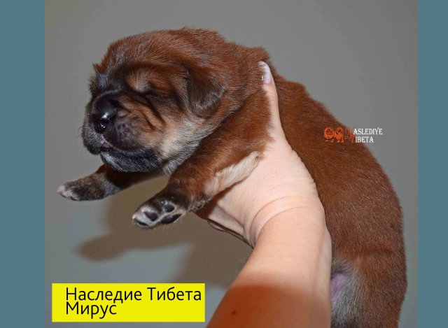 Щенки от пары Ерик х Конфета